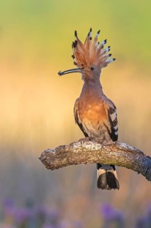 Hoopoe (Upupa epops) Bird of the Year 2022, male with food, prey, foraging, food for the young