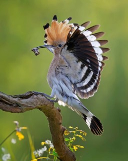 Hoopoe (Upupa epops) Bird of the Year 2022, male with food, prey, bridal gift, mating, courtship,