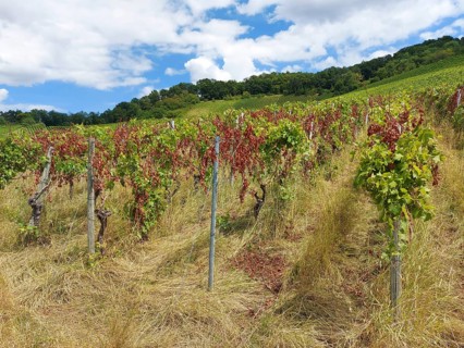 Diseased vines on a hill with green foliage and dried leaves against a blue sky, near Schwaikheim,