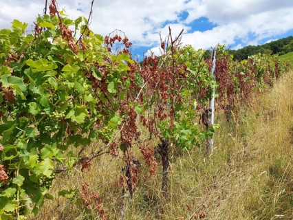 Diseased rows of vines with green and withered leaves under a blue sky with clouds, near