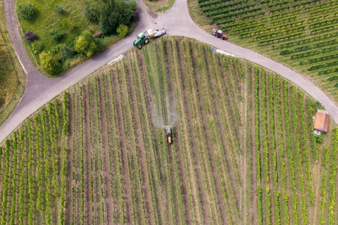 Extensive green vineyards from above with a tractor working between the rows, aerial view, spraying