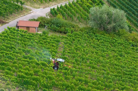 A tractor drives through a green vineyard with a small hut surrounded by plants, aerial view,
