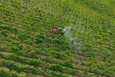 A tractor drives through a lush green vineyard, the vines grow in orderly rows, aerial view,
