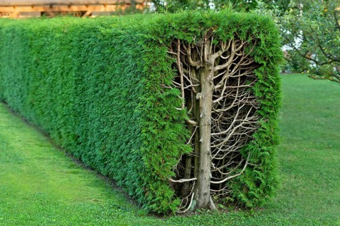 Arborvitae, thujas (Thuja), rectangular hedge, cross-section, tree trunk, branches, twigs and