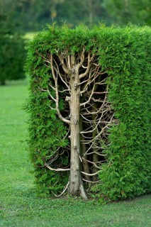 Arborvitae, thujas (Thuja), rectangular hedge, cross-section, tree trunk, branches, twigs and