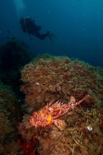 Red scorpionfish (Scorpaena scrofa), sea sow, on a reef covered with algae in the deep blue