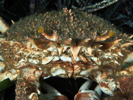 Portrait of a crab, European spider crab (Maja squinado), in the Mediterranean Sea near Hyères,