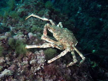 A large crab, European spider crab (Maja squinado), moves across the algae-covered seabed in the