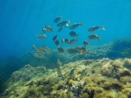 A shoal of fish, golden stripe (Sarpa salpa), swimming over algae-covered ground in the
