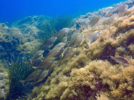 A shoal of fish, a golden shoal (Sarpa salpa), swims over an algae-covered underwater slope in the