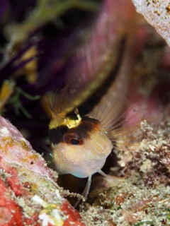 A striped Tompot blenny (Parablennius rouxi) in a colourful environment, looking curiously.