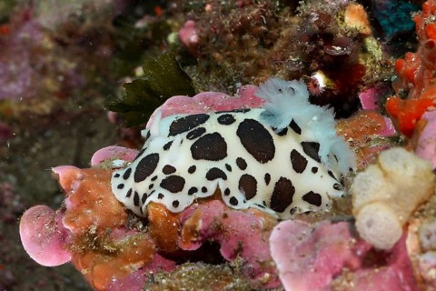Spotted sea snail, leopard snail (Discodoris atromaculata), on vivid pink and orange sea sponges in