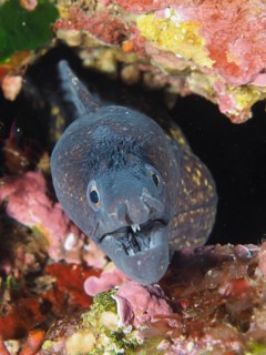 Mediterranean moray eel (Muraena helena) opens its mouth, showing teeth while peeking out of a rock