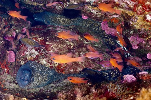 Dense underwater scene with two Mediterranean moray eels (Muraena helena) and colourful fish in a