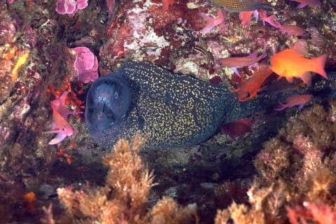 Mediterranean moray eel (Muraena helena) in a rocky niche surrounded by colourful fish and algae