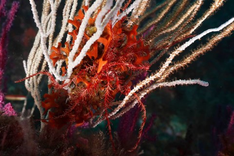 Colourful underwater scene with Mediterranean starfish (Antedon mediterranea) and white gorgonian