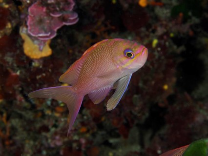 A pink-coloured fish, Mediterranean flagfish (Anthias anthias), swimming in the Mediterranean Sea