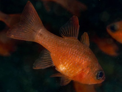 An orange coloured fish, king mullet (Apogon imberbis), in dark water in the Mediterranean Sea near