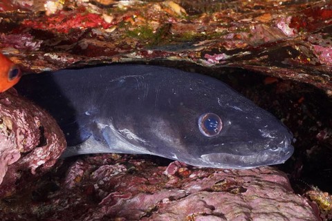 A conger eel (Conger conger) hides between rocks in a dark underwater environment in the