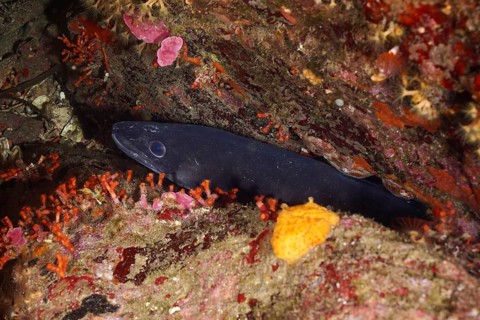 Conger eel (Conger conger) in a hidden corner of a reef in the Mediterranean Sea near Hyères, dive