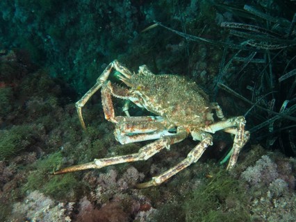 European spider crab (Maja squinado) above the algae-covered seabed in the Mediterranean Sea near