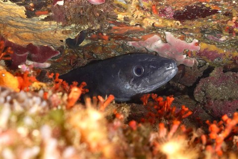 A conger eel (Conger conger) hides between colourful false corals and rocks in the Mediterranean