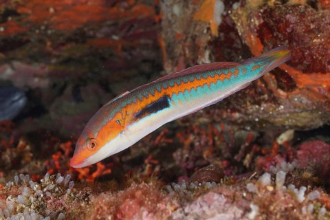 A colourful fish, sea squirt (Coris julis), swims through a lively reef in the Mediterranean Sea