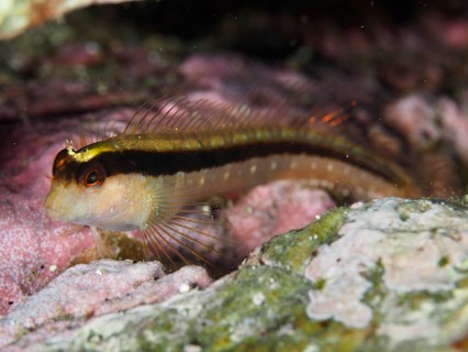 Tompot blenny (Parablennius rouxi) between pink and green algae in the reef in the Mediterranean