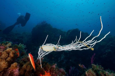 Egg of large spotted catshark (Scyliorhinus stellaris) on white gorgonian (Eunicella singularis),