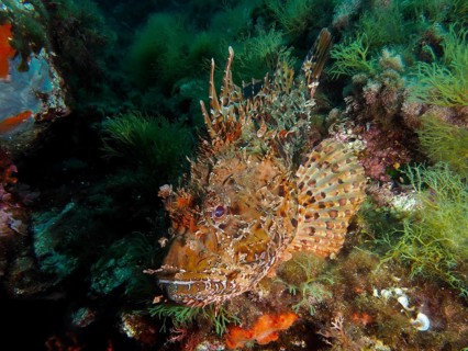 A colourful scorpionfish, red scorpionfish (Scorpaena scrofa), sea sow, between dense algae under