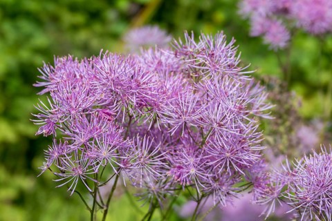 Meadow rue (Thalictrum), Münsterland, North Rhine-Westphalia, Germany