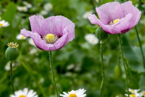 Opium poppy (Papaver somniferum) with raindrops, Münsterland, North Rhine-Westphalia, Germany