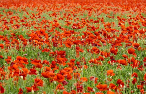 Corn poppy field (Papaver rhoeas), Brandenburg, Germany