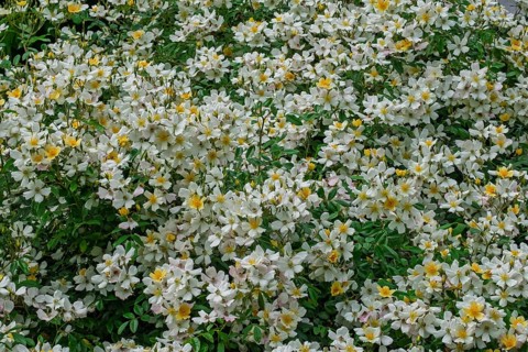 Rose (Rosa sp.), climbing rose in yellow and white, Münsterland, North Rhine-Westphalia, Germany