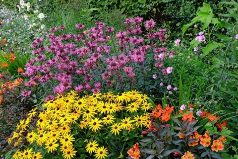 A vibrant garden with colourful flowers in yellow, pink and orange, surrounded by lush greenery,
