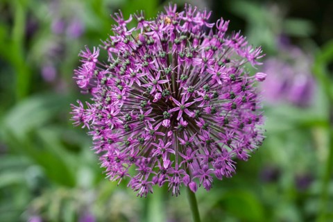 Ornamental leek (Allium sp.), inflorescence, Münsterland, North Rhine-Westphalia, Germany