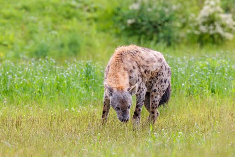 An adult male spotted hyena (Crocuta crocuta) stands on a green meadow and sniffs the ground.
