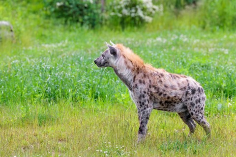 An adult male spotted hyena (Crocuta crocuta) stands in a green meadow, observing something.