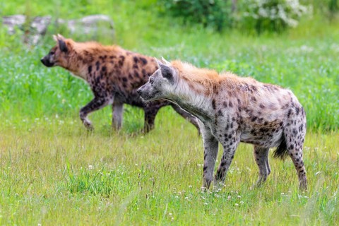 An adult male and a female spotted hyena (Crocuta crocuta) standing on a green meadow, observing