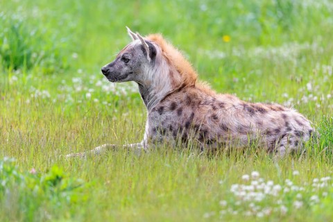 An adult male spotted hyena (Crocuta crocuta) lying in a green meadow, observing something.