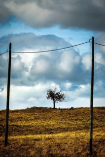 Lonely tree stands on a hillside under dramatic clouds with electric poles framing the view.