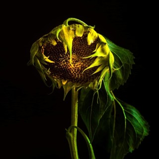 Captivating close-up of a sunflower showcasing its intricate details and vibrant colors during late