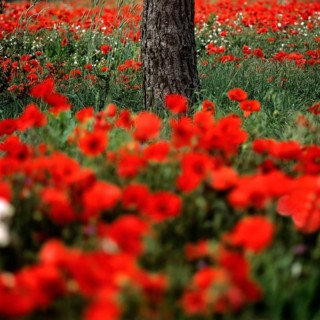Vibrant field of poppies near a tree trunk, showcases nature's beauty in full bloom during