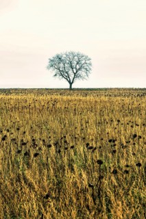Lonely tree stands tall against a vast field of sunflowers during a calm day. Auvergne. France