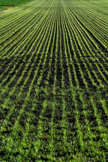 Crops of bright green young corn sprouts grow in neat rows across a vast field. The healthy plants
