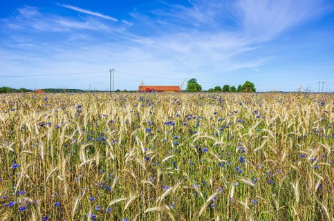 Epic landscape of a cornfield with cornflowers in midsummer in rural surroundings near Sunnersberg,