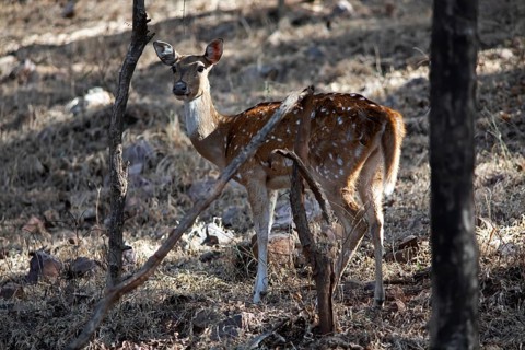 Axis deer or chital (Axis axis) in the dry forest, Ranthambore National Park, Rajasthan, India