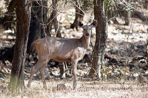 Sambar or sambar deer or horse deer (Cervus unicolor or Rusa unicolor) in the dry forest,