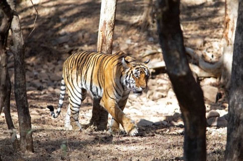 Bengal tiger or Indian tiger (Panthera tigris tigris) in the dry forest, Ranthambore National Park,