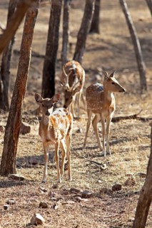 Axis deer or chitals (Axis axis) in the dry forest, Ranthambore National Park, Rajasthan, India